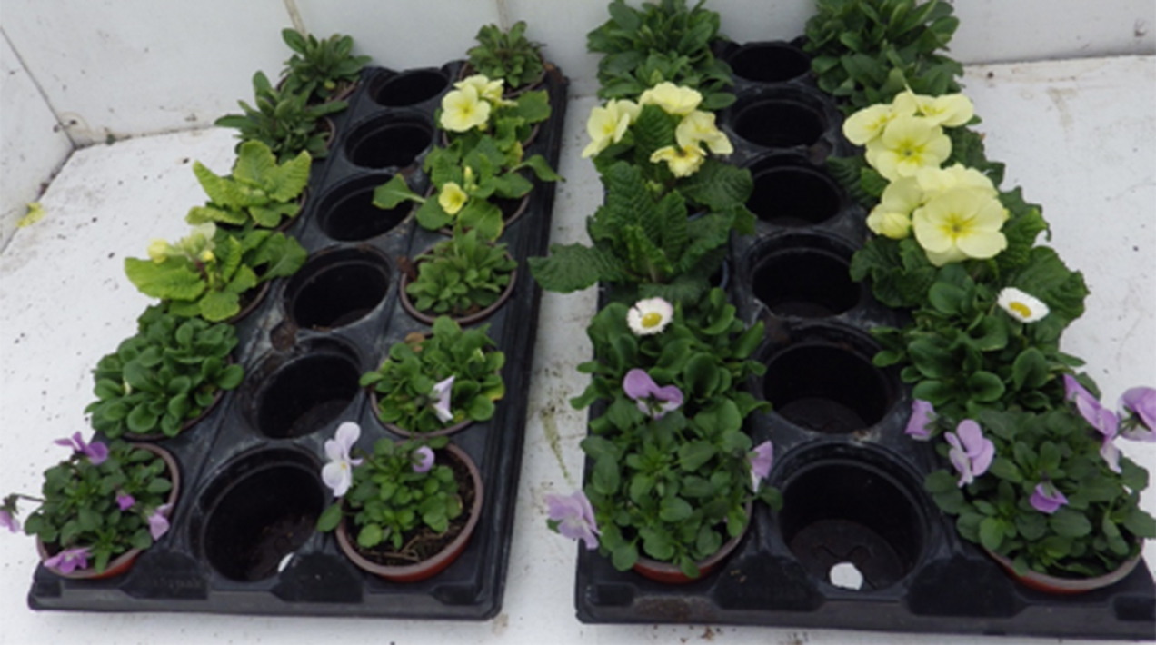 Peat-free trial plants - credit: Brookhouse Nurseries